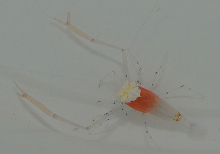 Cuapetes kororensis