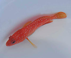 Cephalopholis miniata