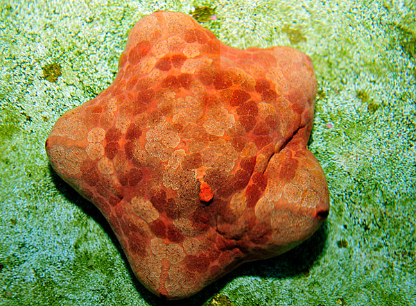 Culcita novaeguineae