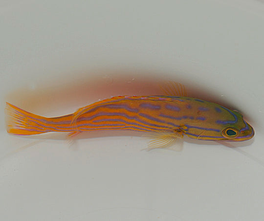 Cephalopholis polleni