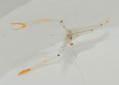 Cuapetes tenuipes