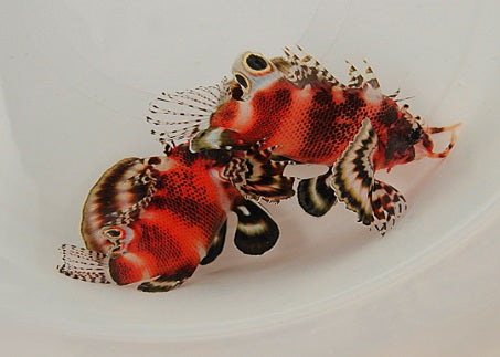 Dendrochirus biocellatus