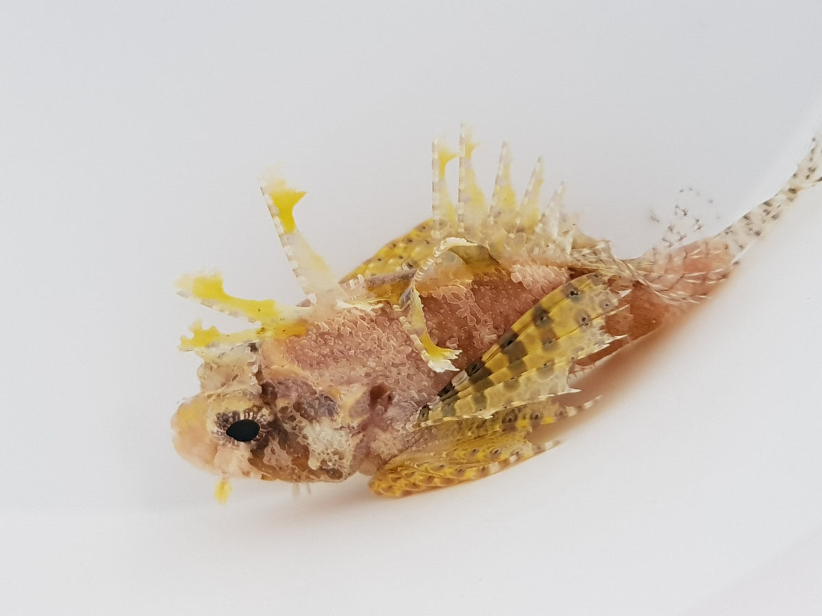 Dendrochirus brachypterus (Yellow)