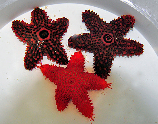 Eureaster insignis