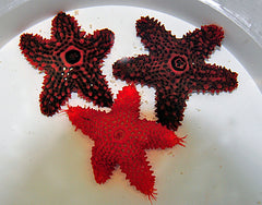 Eureaster insignis