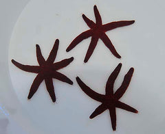 Echinaster luzonicus