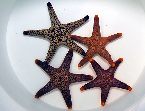 Fromia spp.