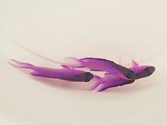 Gramma melacara