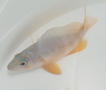 Hypoplectrus aberrans