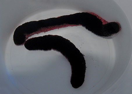 Holothuria edulis