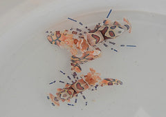 Hymenocera picta