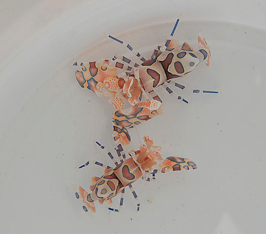 Hymenocera picta (Pair)