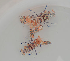 Hymenocera picta (Pair)