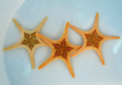 Iconaster longimanus (Albino)