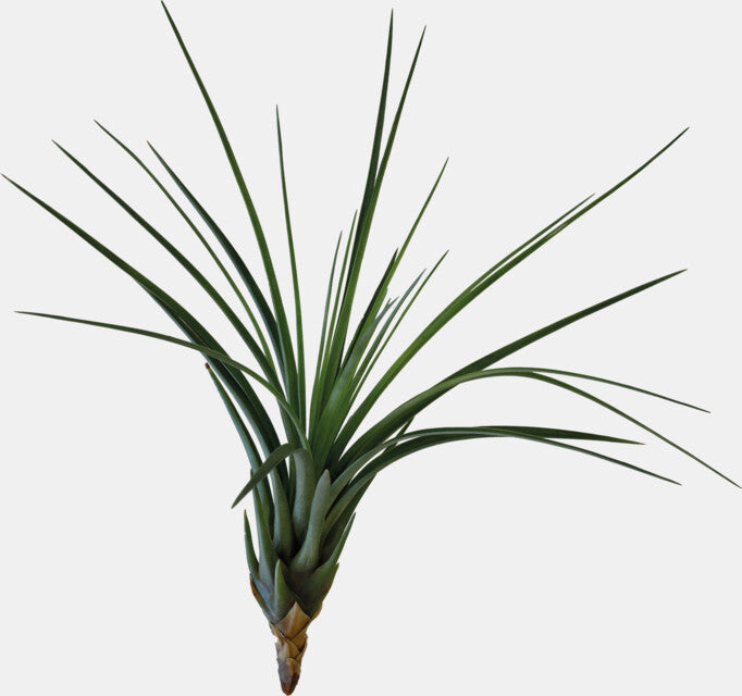 PT-TILLANSIA MELANOCRATER TRICOLOR