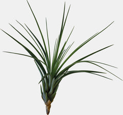 PT-TILLANSIA MELANOCRATER TRICOLOR