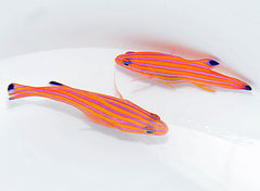 Liopropoma carmabi (pair)