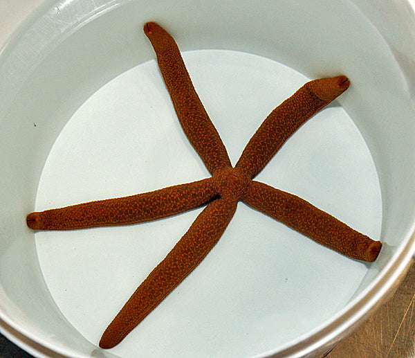 Linckia guildingi