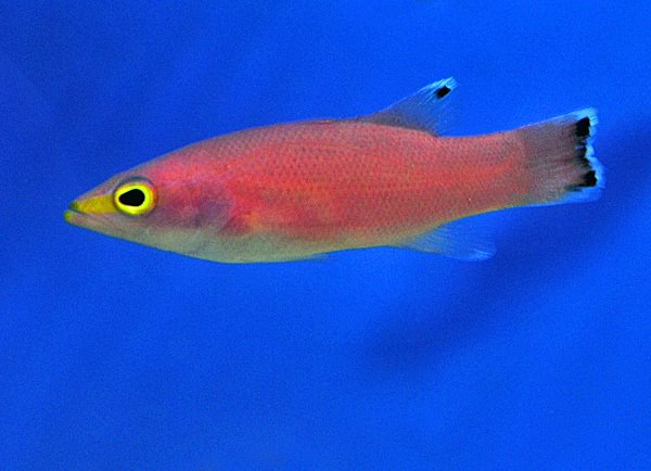 Liopropoma mowbrayi