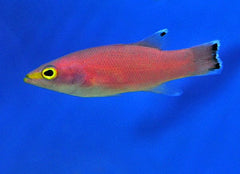 Liopropoma mowbrayi