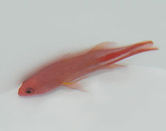 Liopropoma multilineatum