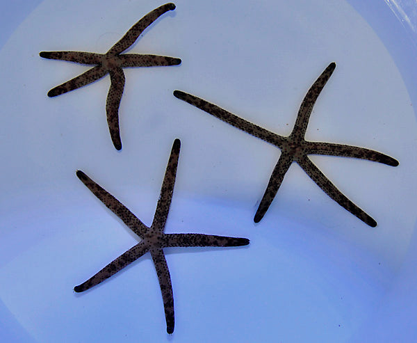 Linckia multiflora