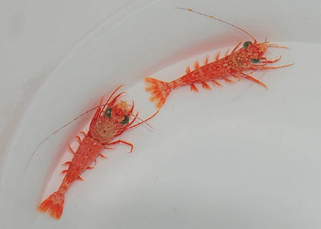 Metapenaeopsis spp.