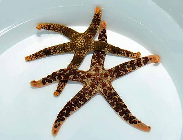 Nardoa spp.