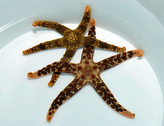 Nardoa spp.