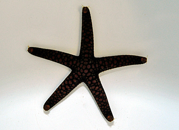 Nardoa spp.