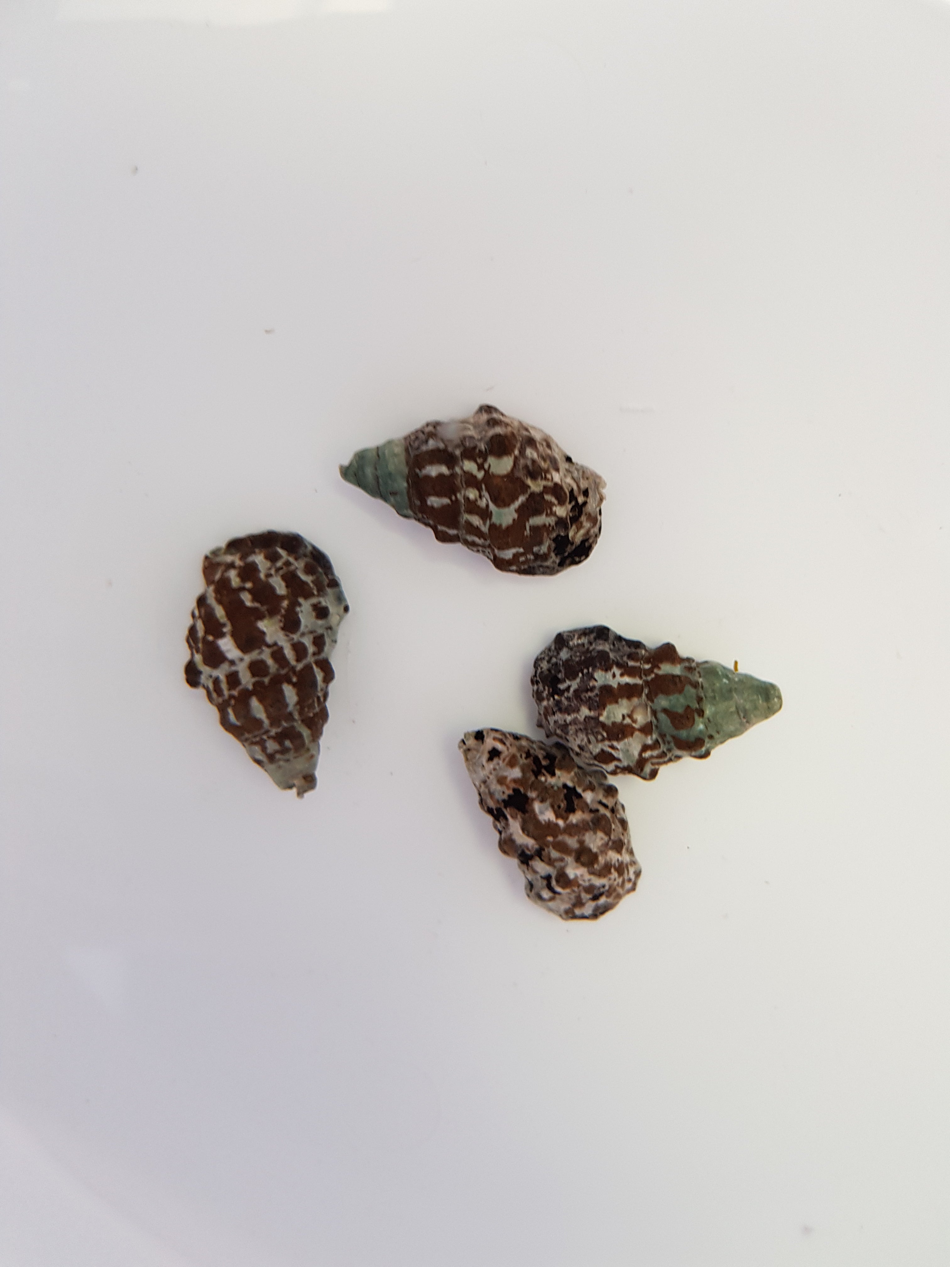 Cerithium caeruleum