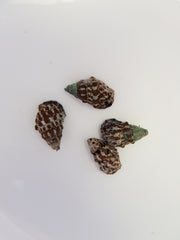 Cerithium caeruleum