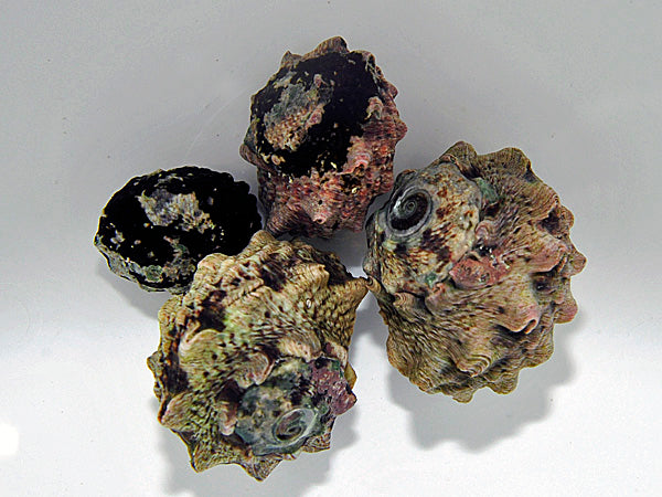 Lunella coronata