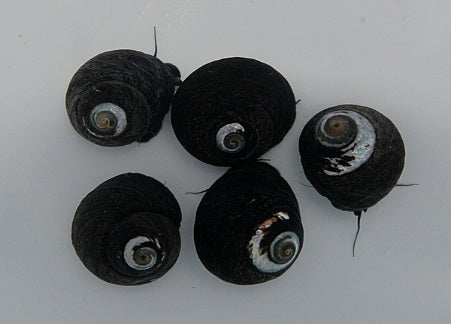 Margarites pupillus