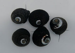 Margarites pupillus