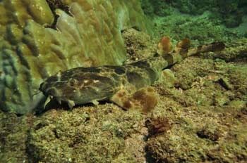Orectolobus hutchinsi