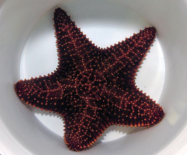 Oreaster reticulatus