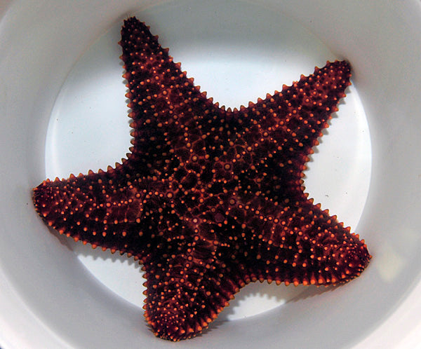 Oreaster reticulatus