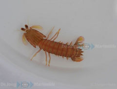 Odontodactylus spp.