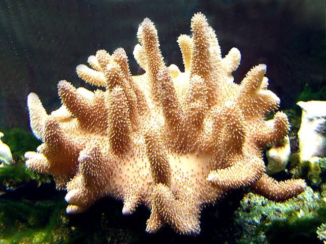 Lobophytum spp.