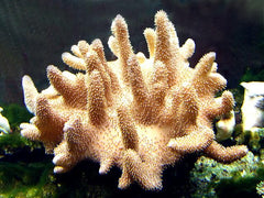 Lobophytum spp.
