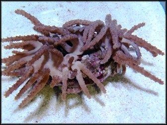 Paralemnalia spp.