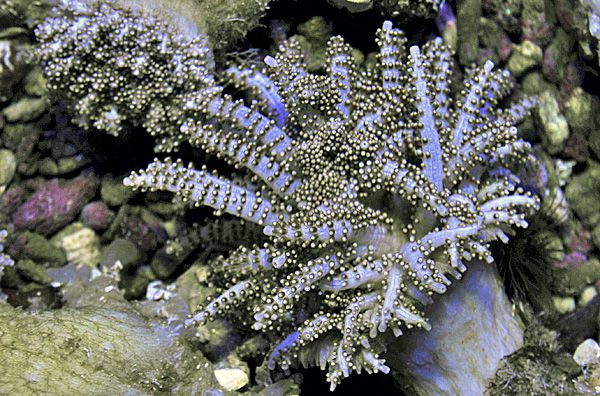 Studeriotes longiramosa