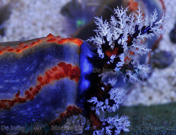 Pseudocolochirus axiologus (Australia)