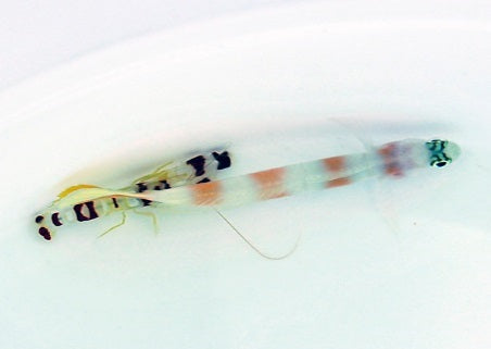 Amblyeleotris yanoi + Alpheus randalli