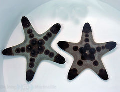 Protoreaster nodosus