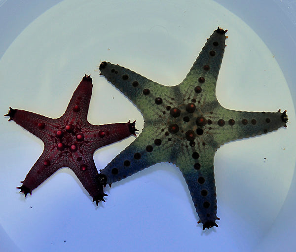 Pentaceraster regulus