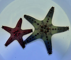 Pentaceraster regulus