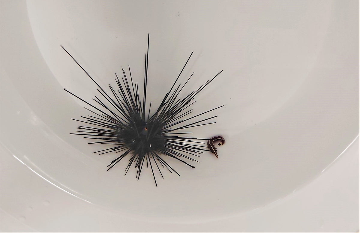 Urchin + diademichthys