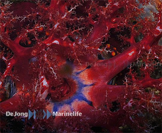 Pseudocolochirus violaceus (Indonesia)